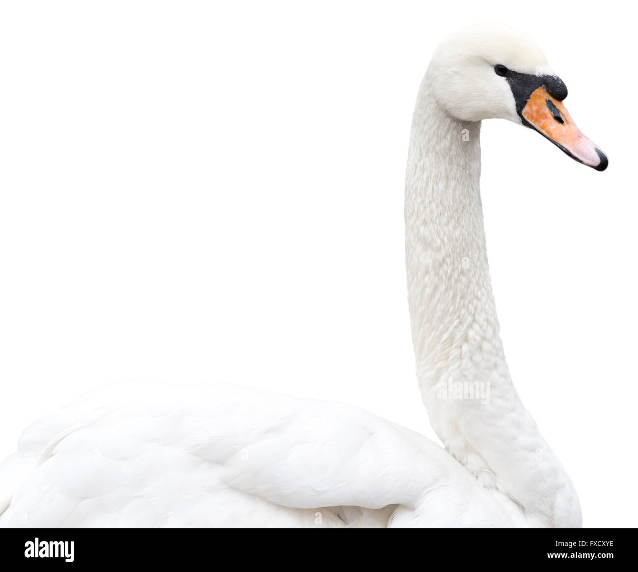 Swan isolé sur fond blanc Banque D'Images