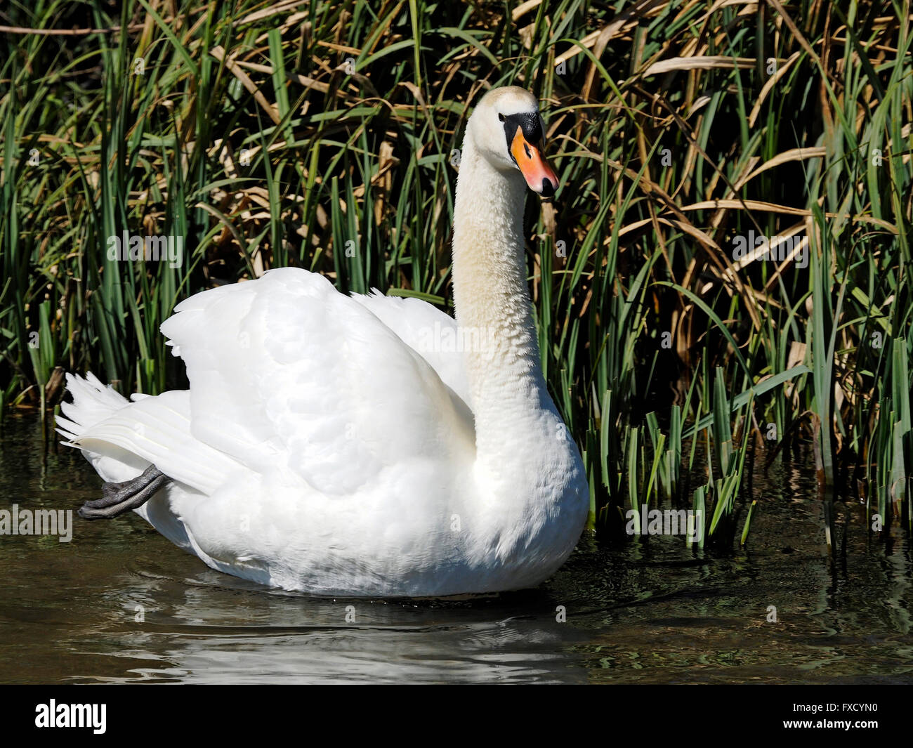 Un homme (s/n), le Cygne tuberculé Cygnus olor de lissage et d'afficher sur le test de la rivière dans le Hampshire au début du printemps. Banque D'Images