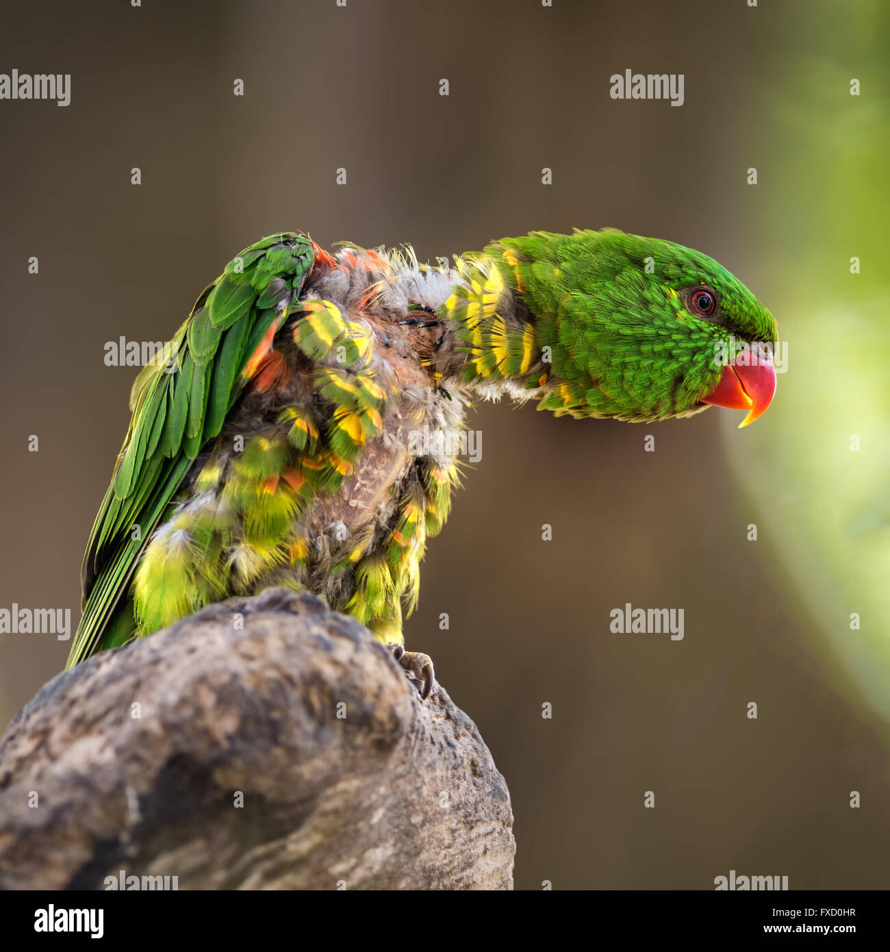 Portrait de scaly-breasted lorikeet (Trichoglossus chlorolepidotus). Autres noms : l'or et vert, Greenie, Lorikeet Banque D'Images