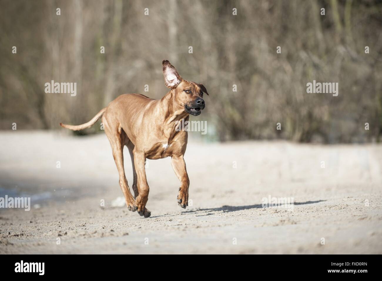 L'exécution de Rhodesian Ridgeback Banque D'Images