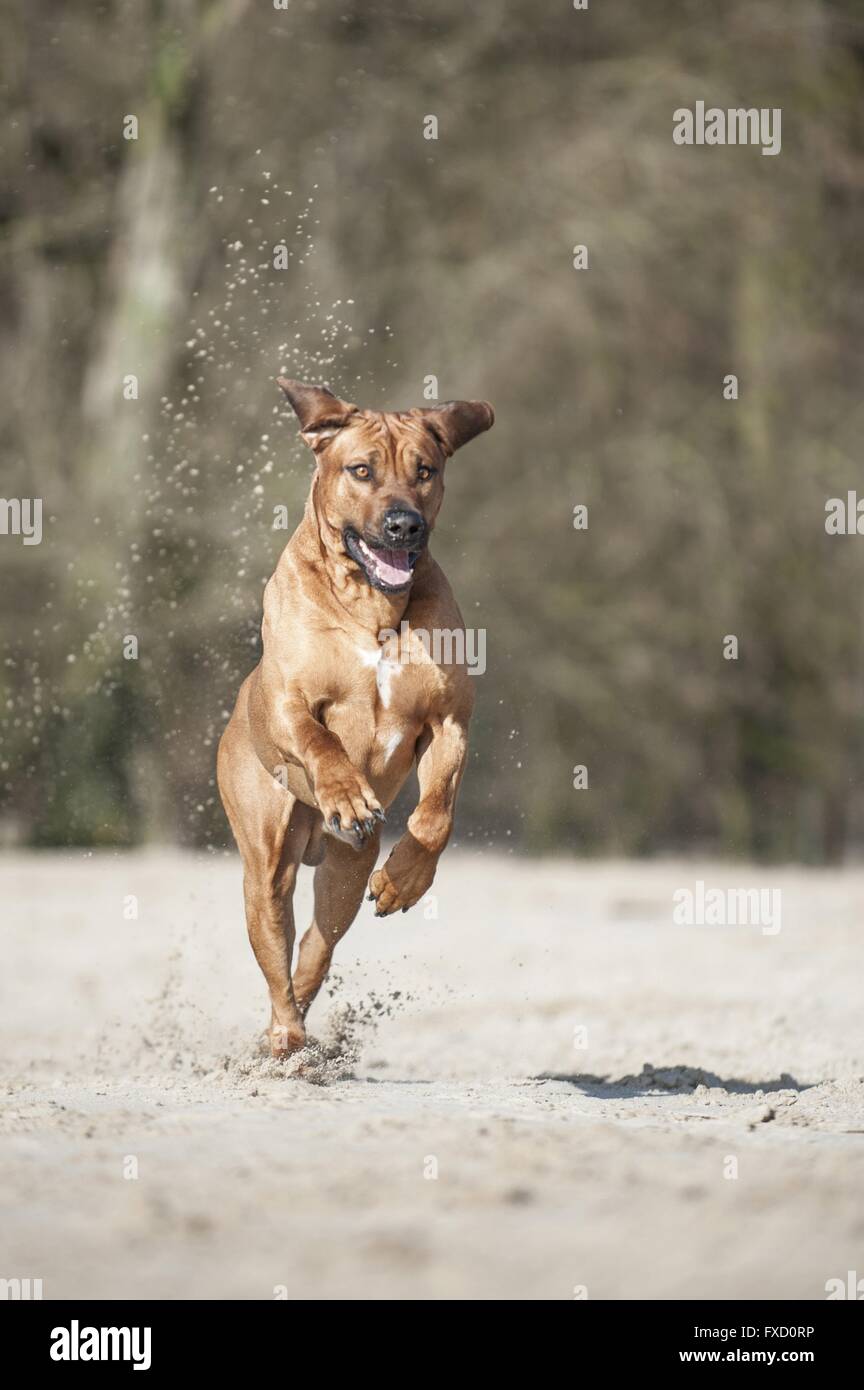 L'exécution de Rhodesian Ridgeback Banque D'Images