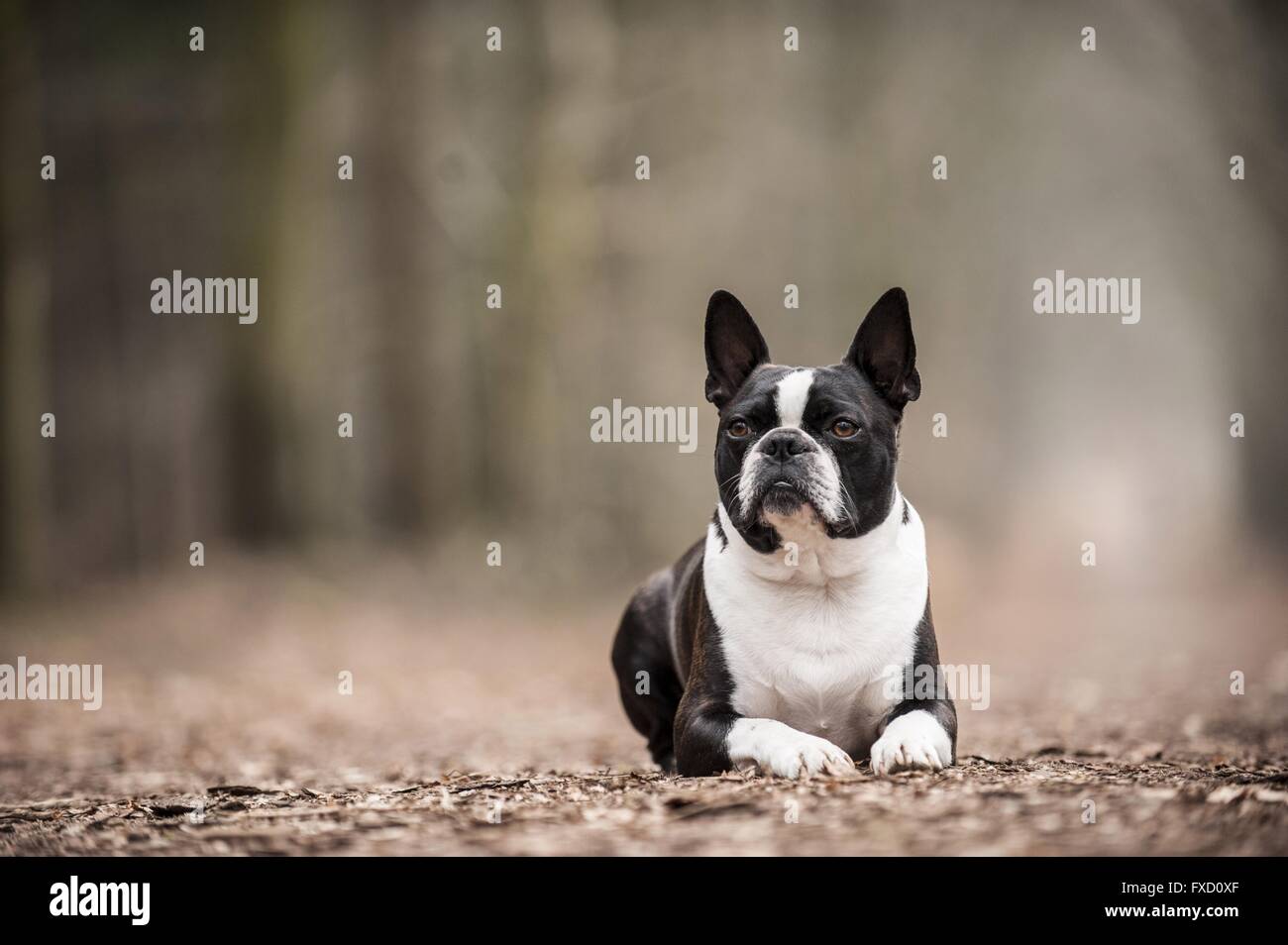Couché Boston Terrier Banque D'Images