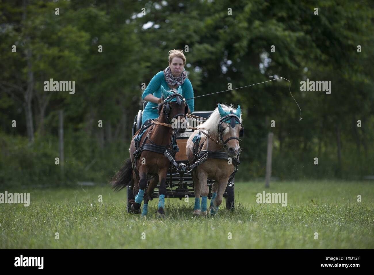 Horse and carriage Banque D'Images