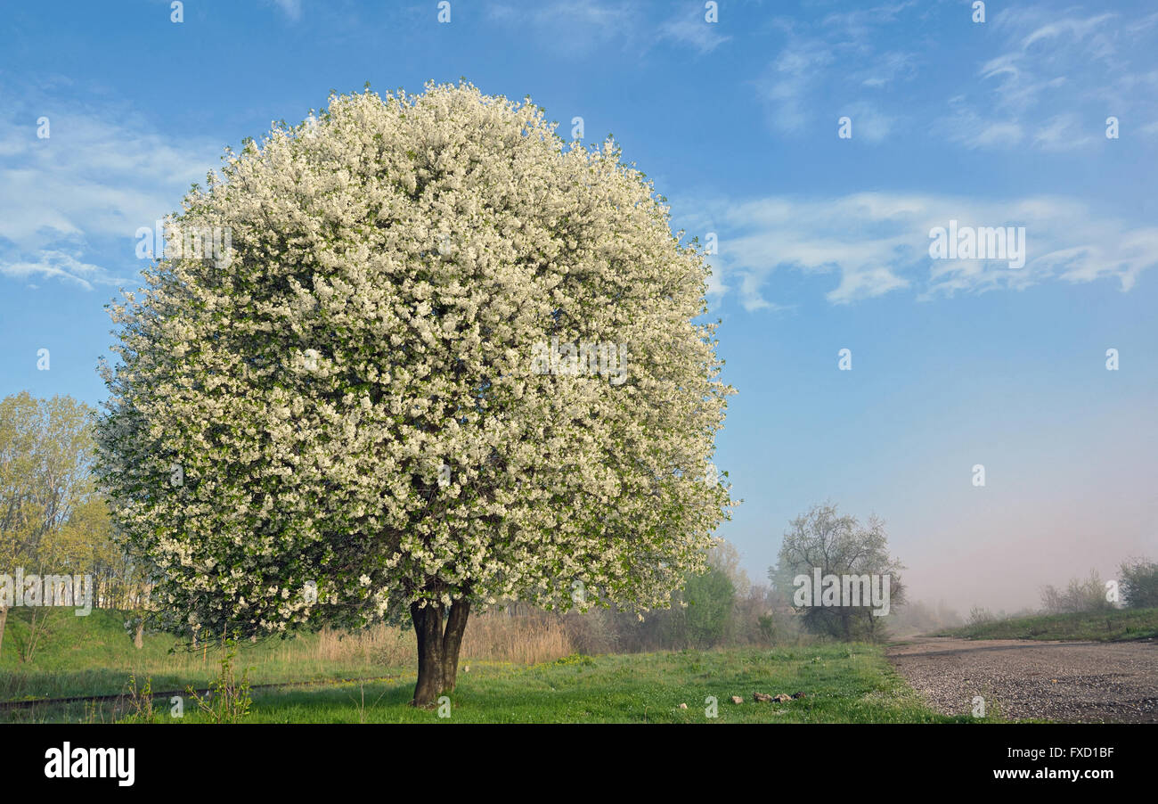 Un arbre fleurissant près de la route Banque D'Images