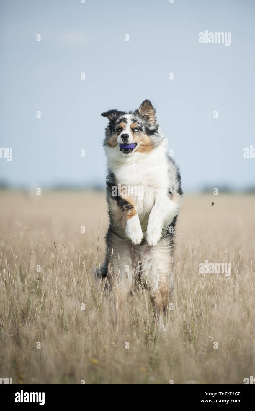 À l'Australian Shepherd Banque D'Images