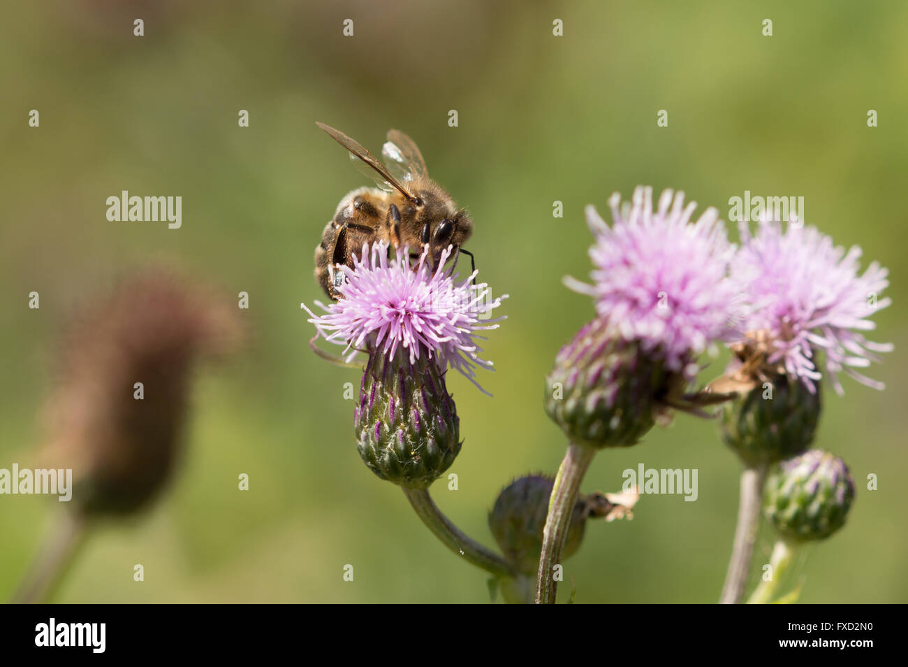 Une abeille à miel (Apis mellifera) sur une fleur de chardon des champs (Cirsium arvense). Banque D'Images