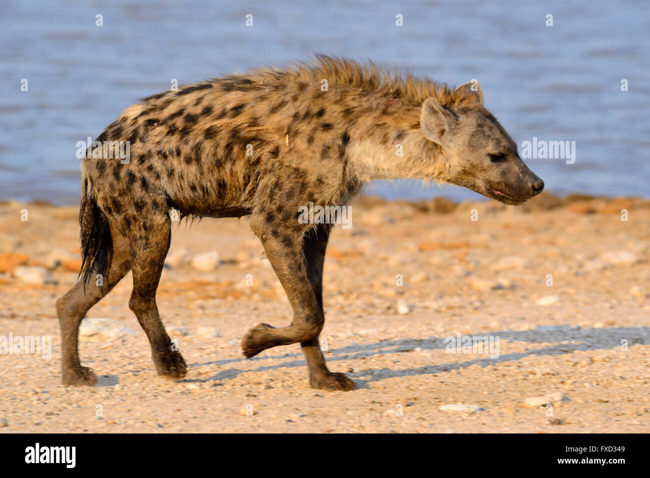 L'Hyène tachetée (Crocuta crocuta) à Klein Namutoni Waterhole dans Etosha National Park, Namibie Banque D'Images