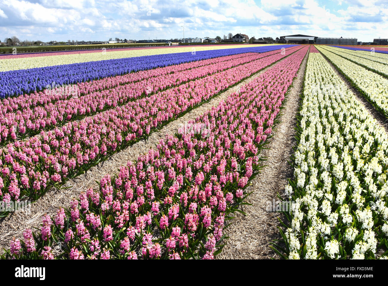 Tulipes et fleurs champ champs près de Keukenhof Lisse Sassenheim entre Leyde, Haarlem et Amsterdam Banque D'Images