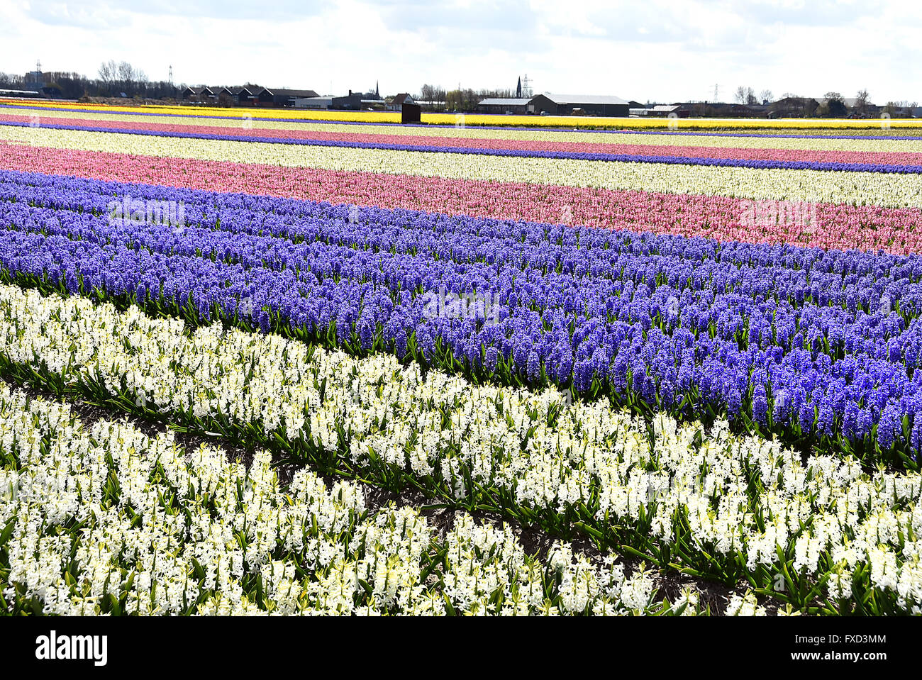 Tulipes et fleurs champ champs près de Keukenhof Lisse Sassenheim entre Leyde, Haarlem et Amsterdam Banque D'Images