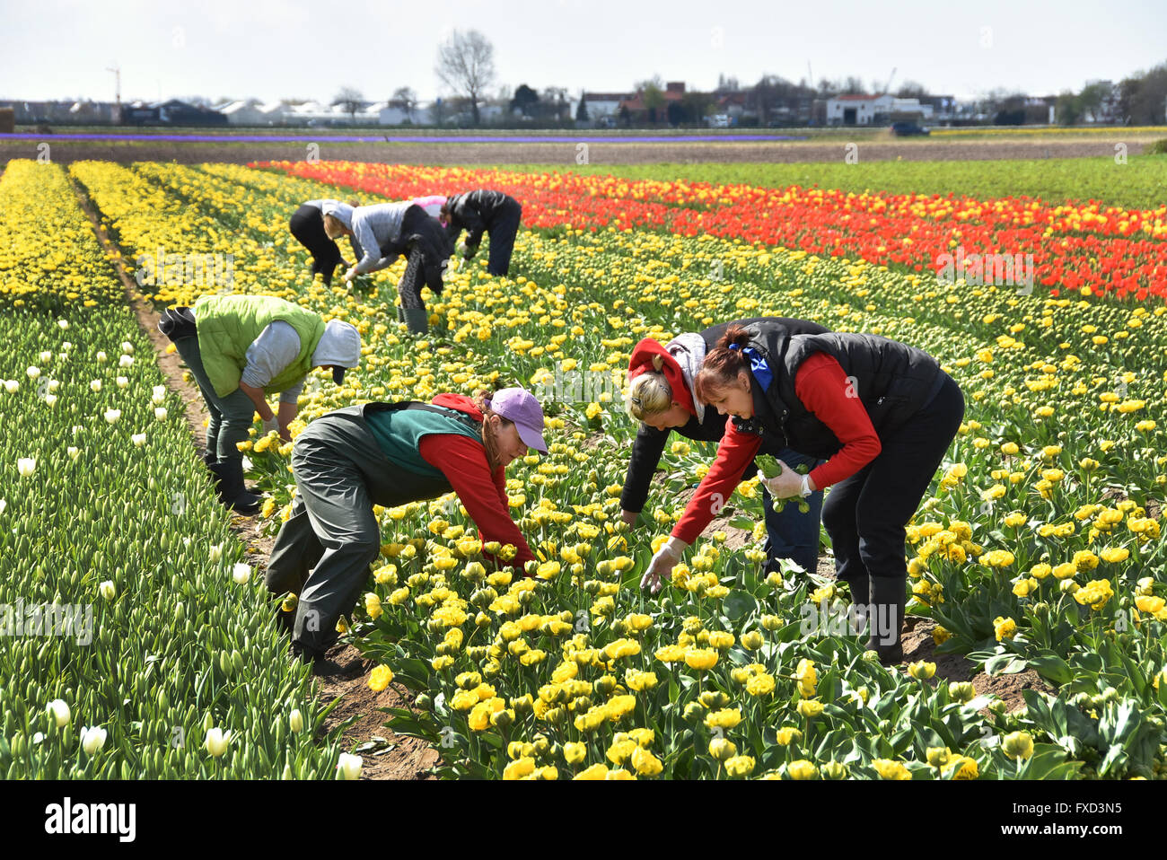 Femme polonaise les travailleurs agricoles de l'Europe de l'Est et de fleurs tulipes champ champs près de Keukenhof Lisse Sassenheim entre Leyde, Haarlem et Amsterdam Banque D'Images