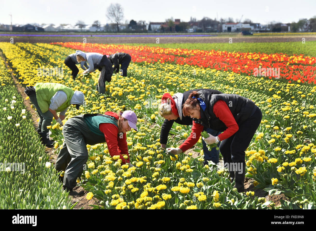 Femme polonaise les travailleurs agricoles de l'Europe de l'Est et de fleurs tulipes champ champs près de Keukenhof Lisse Sassenheim entre Leyde, Haarlem et Amsterdam Banque D'Images