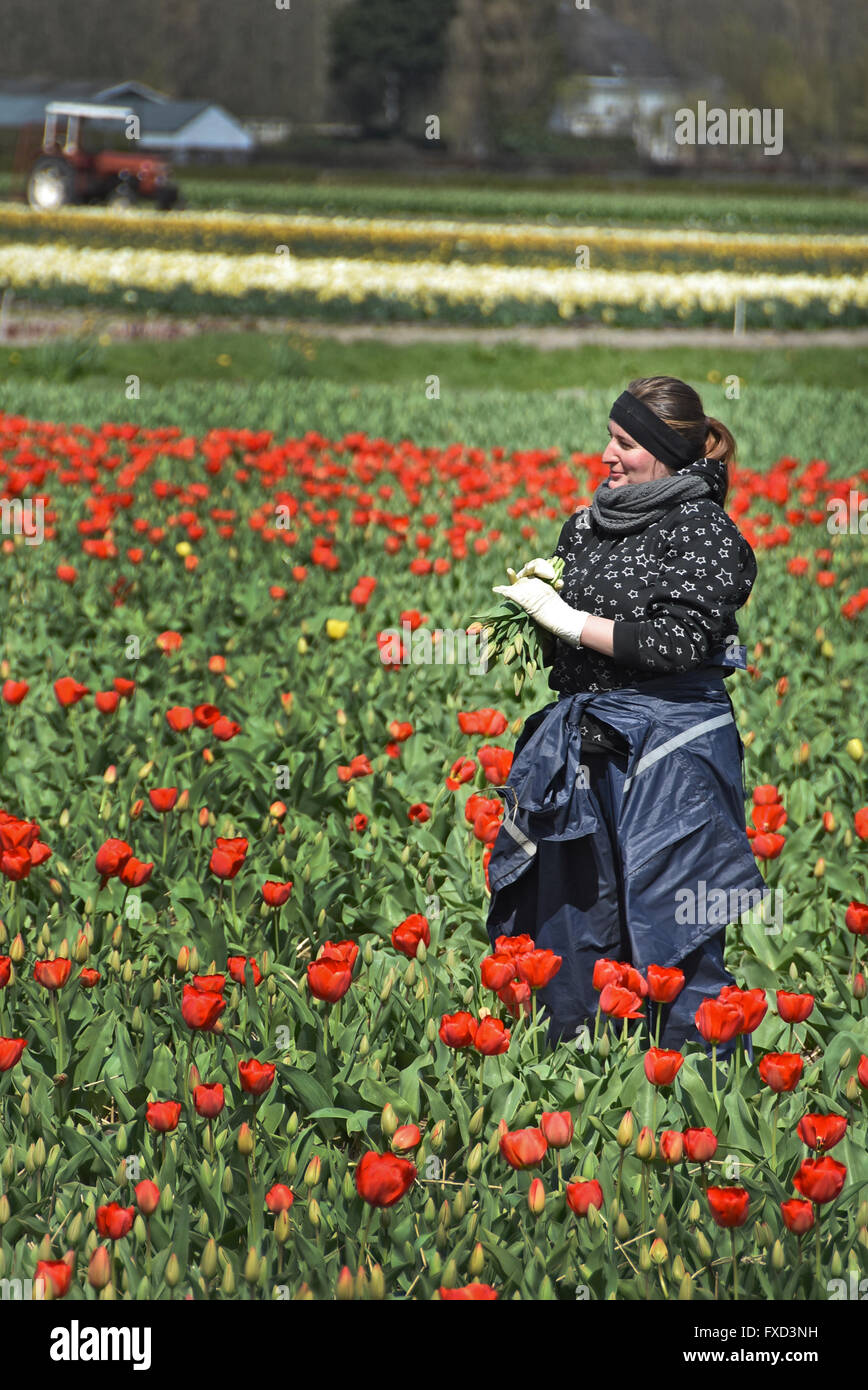 Femme polonaise les travailleurs agricoles de l'Europe de l'Est et de fleurs tulipes champ champs près de Keukenhof Lisse Sassenheim entre Leyde, Haarlem et Amsterdam Banque D'Images