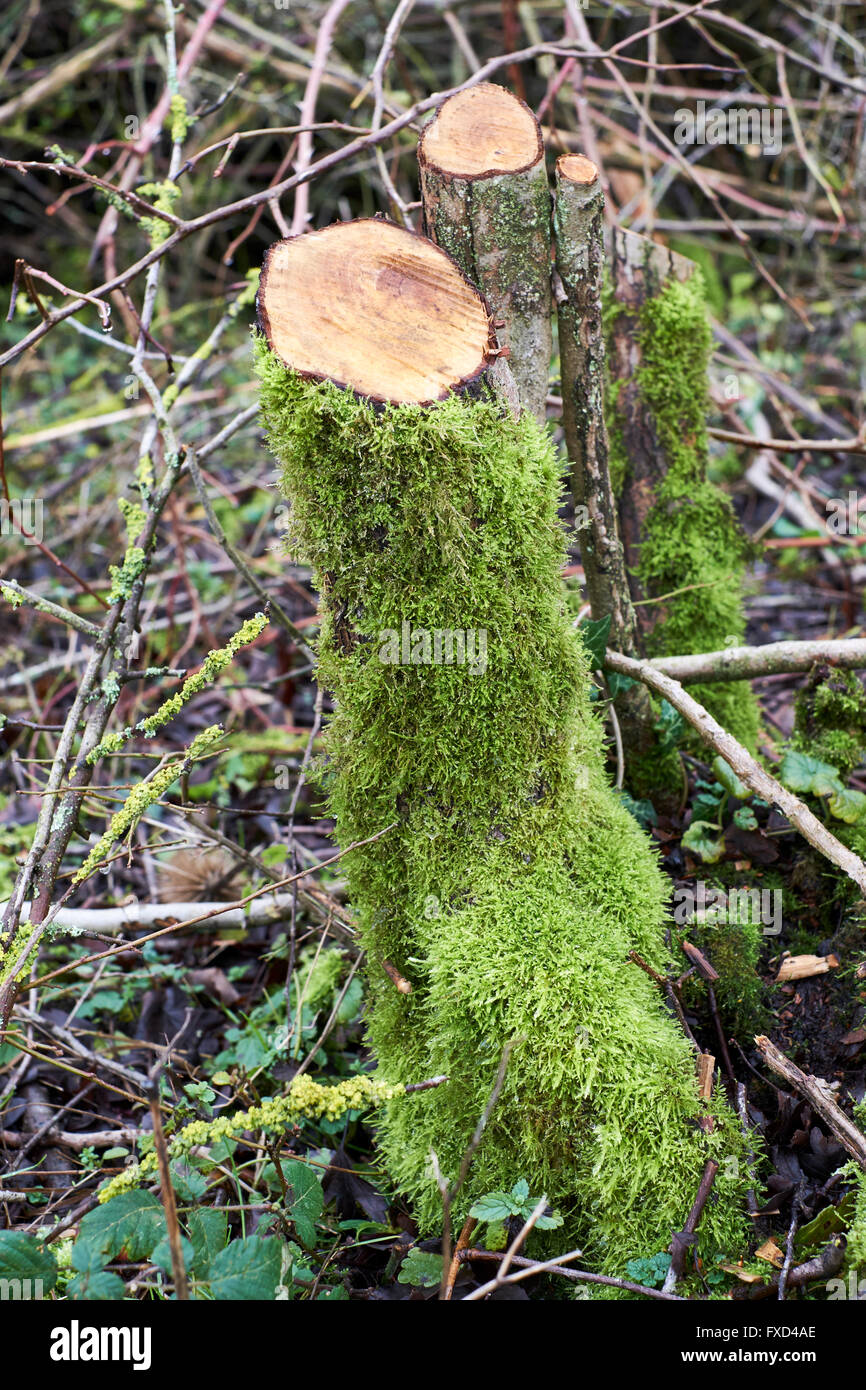 Souche d'arbre fraîchement coupé couverts de mousse. Bedfordshire, Royaume-Uni. Banque D'Images
