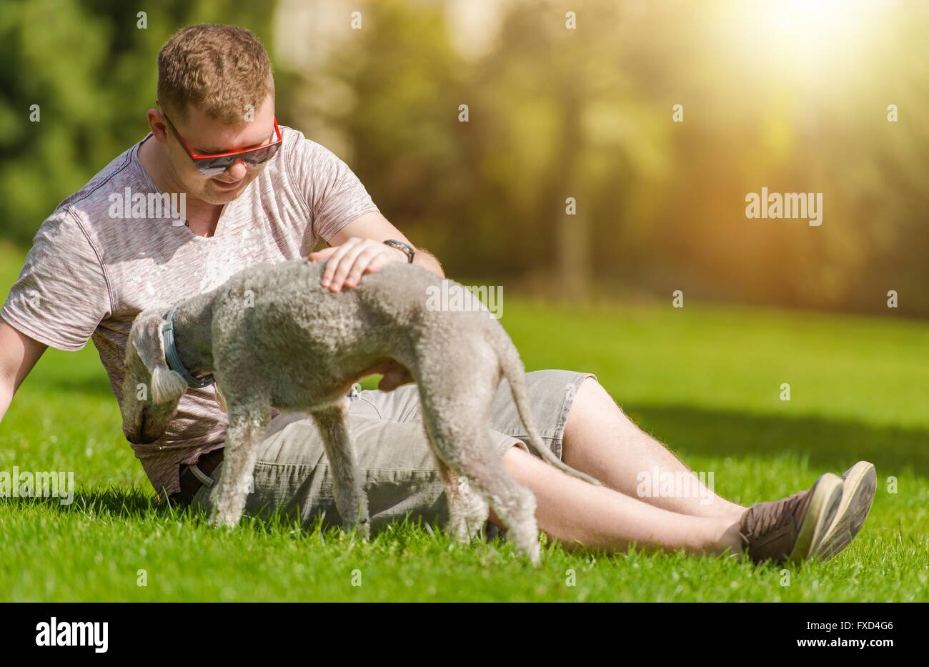 Les hommes en jouant avec son Bedlington Terrier Chien dans le parc au cours de journée d'été. Chien Le Meilleur Ami de l'homme. Banque D'Images