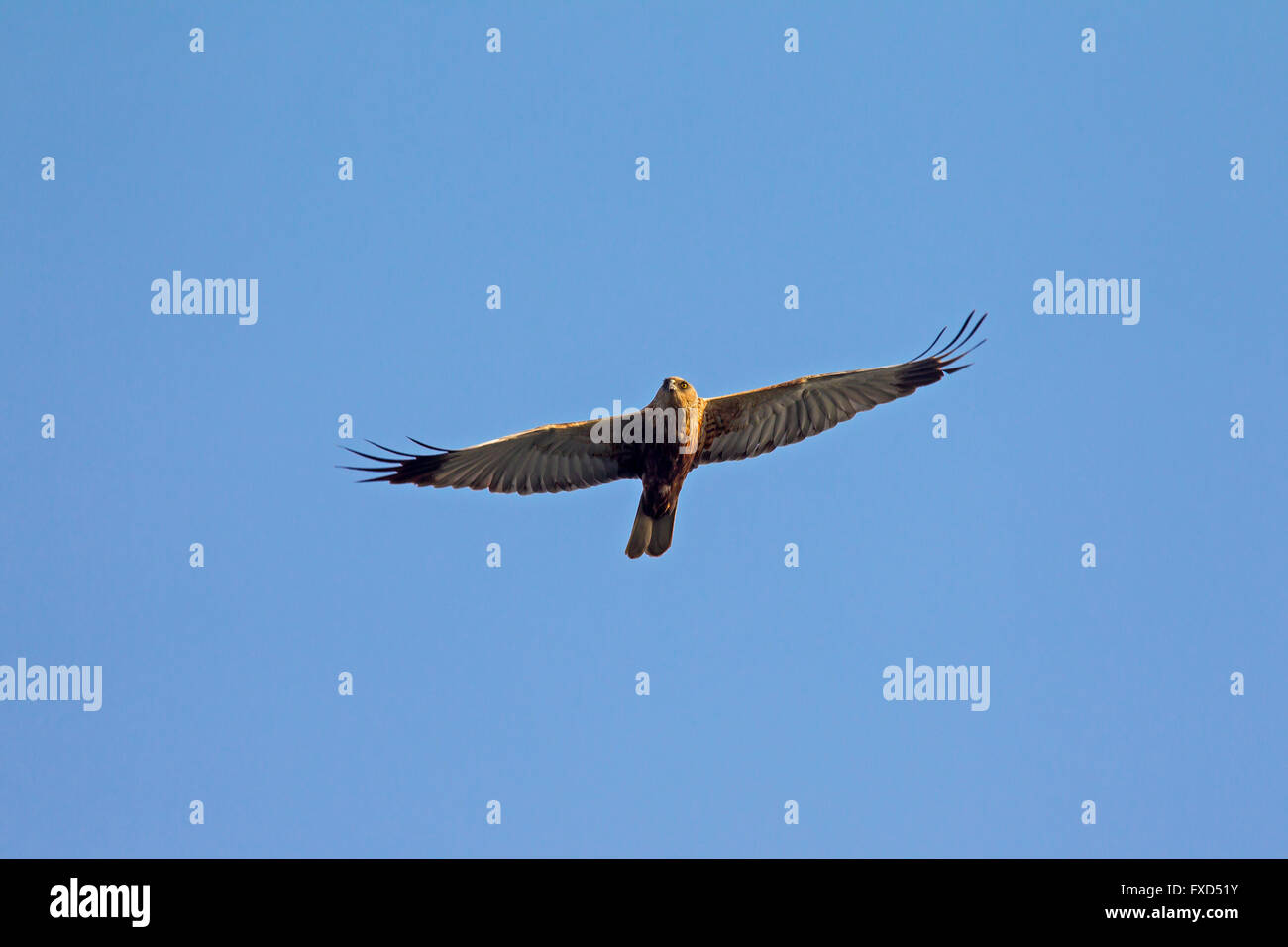 Western marsh harrier / Eurasian busard des roseaux (Circus aeruginosus), homme en vol Banque D'Images