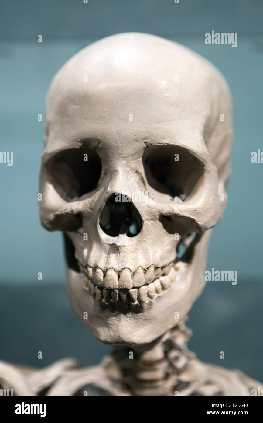 Crâne squelette effrayant Banque D'Images
