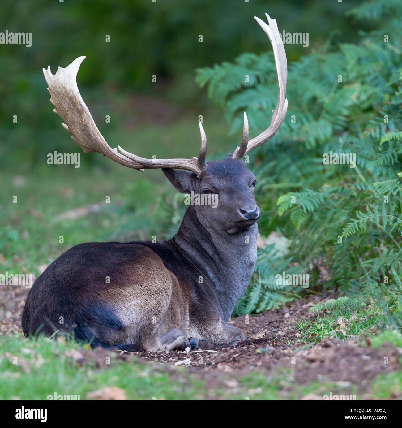 Melanistic daim noir assis buck,reposant dans la fougère et de fougères à l'orée du bois Banque D'Images