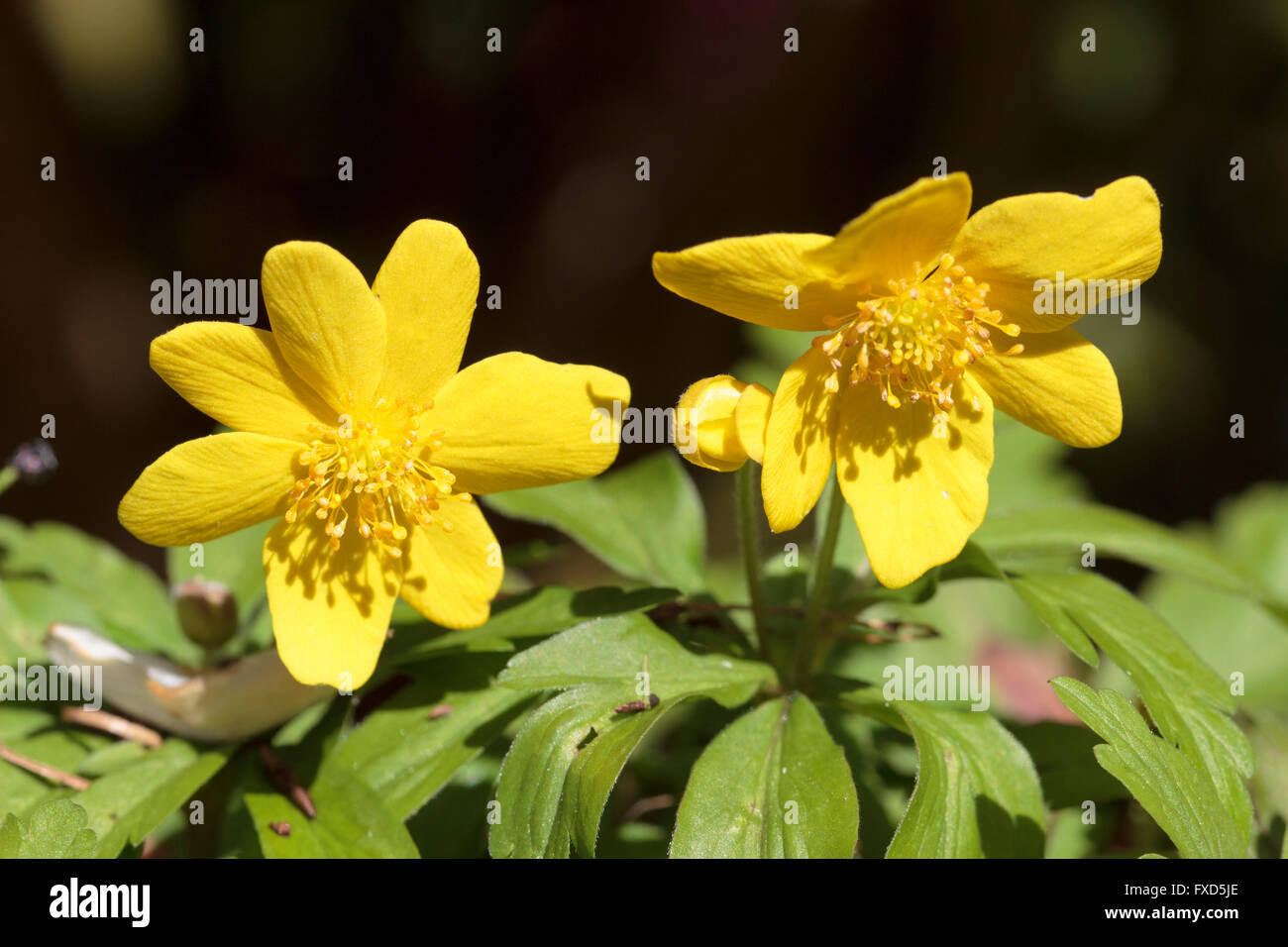 Fleurs jaune Bouton d'or de la floraison rhizomateuse printemps éphémère anémone des bois, anémone Banque D'Images