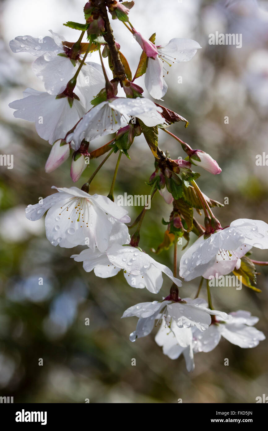 Fleurs d'avril, le petit cerisier de printemps, le Prunus incisa 'La Mariée' Banque D'Images