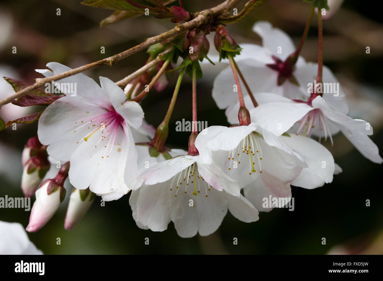 Fleurs d'avril, le petit cerisier de printemps, le Prunus incisa 'La Mariée' Banque D'Images