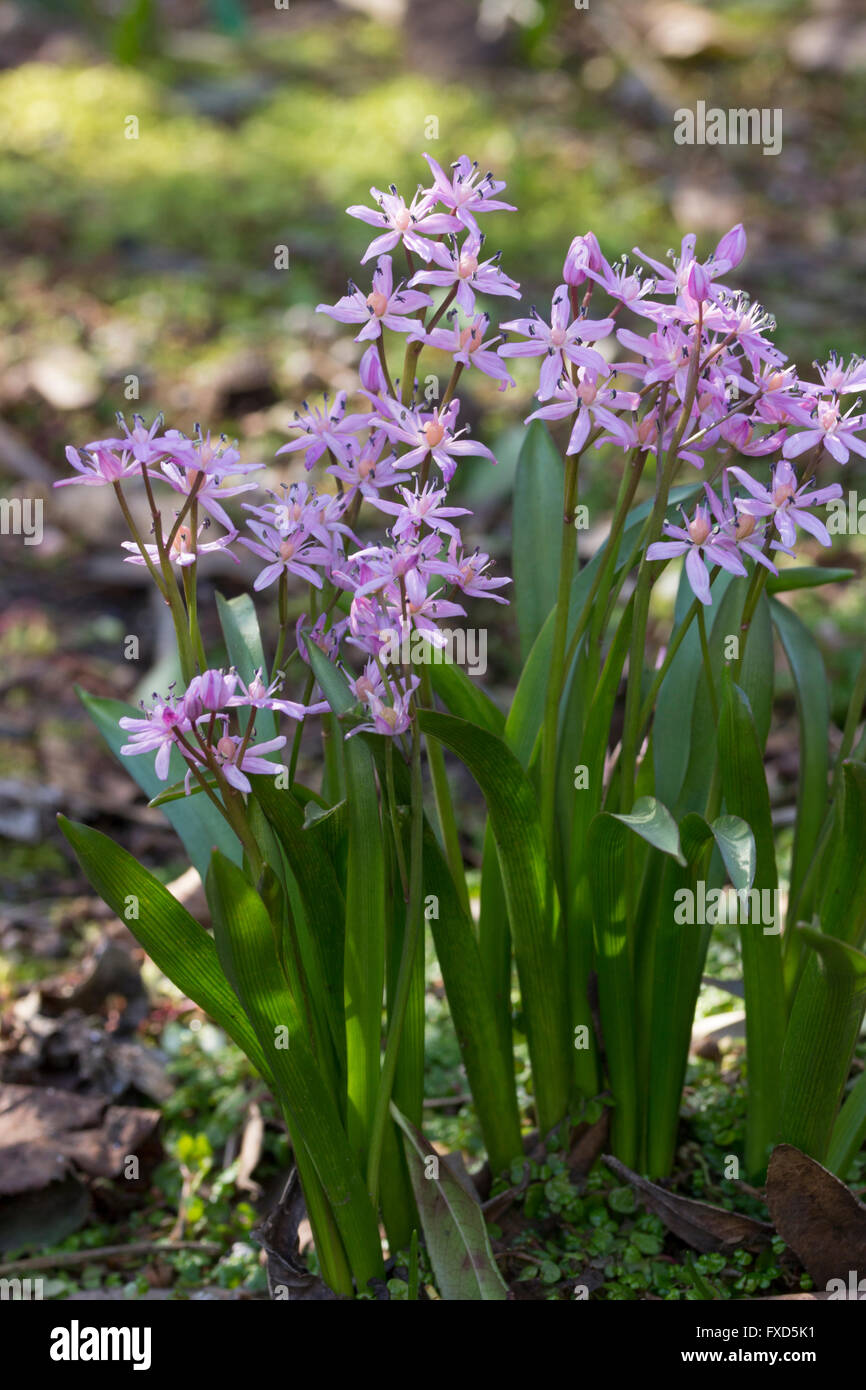 Fleurs roses de la petite ampoule de floraison, printemps, Scilla bifolia 'Rosea' Banque D'Images