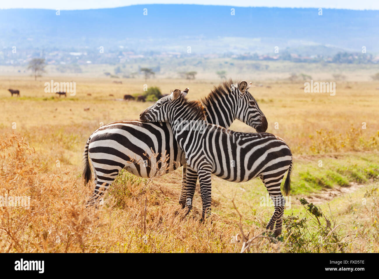 Deux zèbres de jouer les uns avec les autres à l'Afrique du Sud Banque D'Images