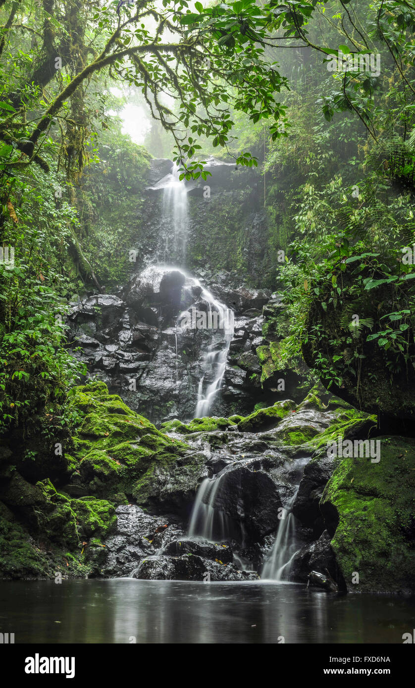 Cascade Au Milieu De La Jungle Banque De Photographies Et Dimages à