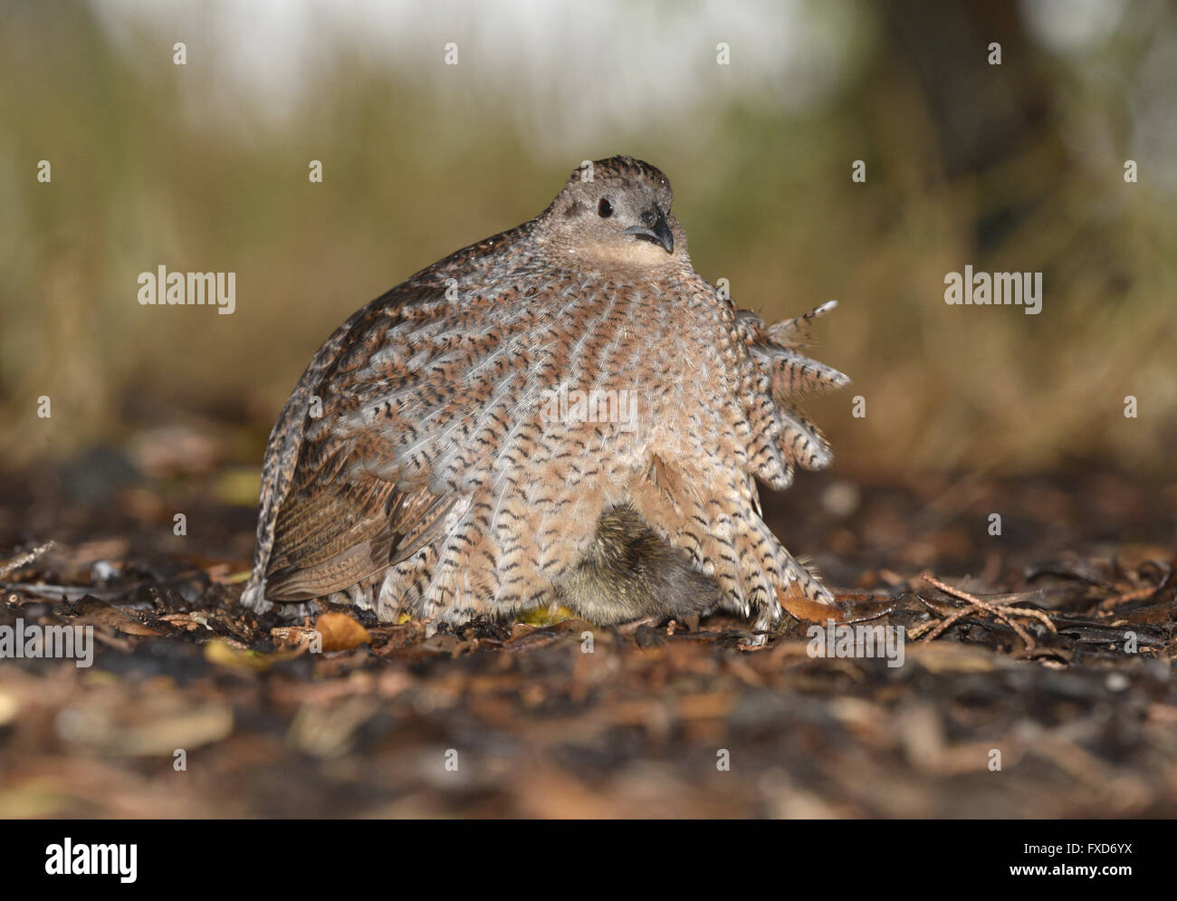 Ypsilophorus Synoicus - Caille brun Banque D'Images