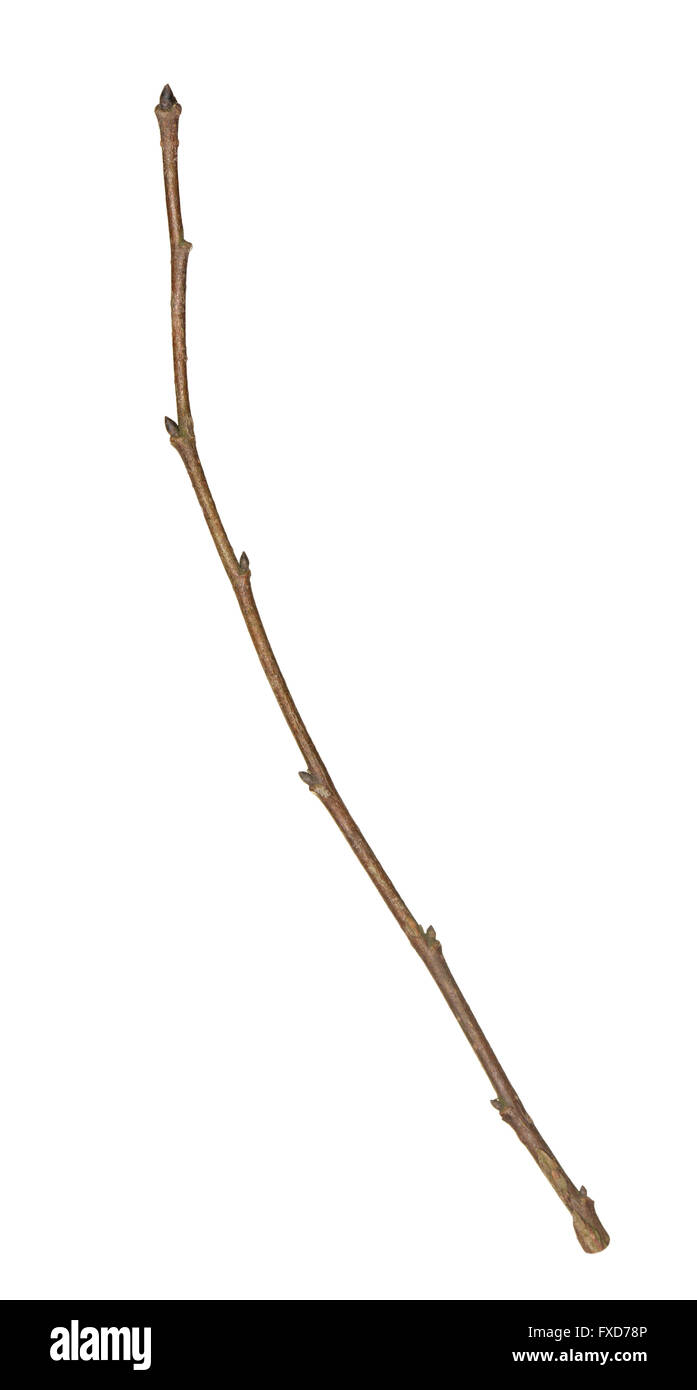 Huntingdon - Elm Ulmus x hollandica var vegeta - rameau d'hiver Banque D'Images