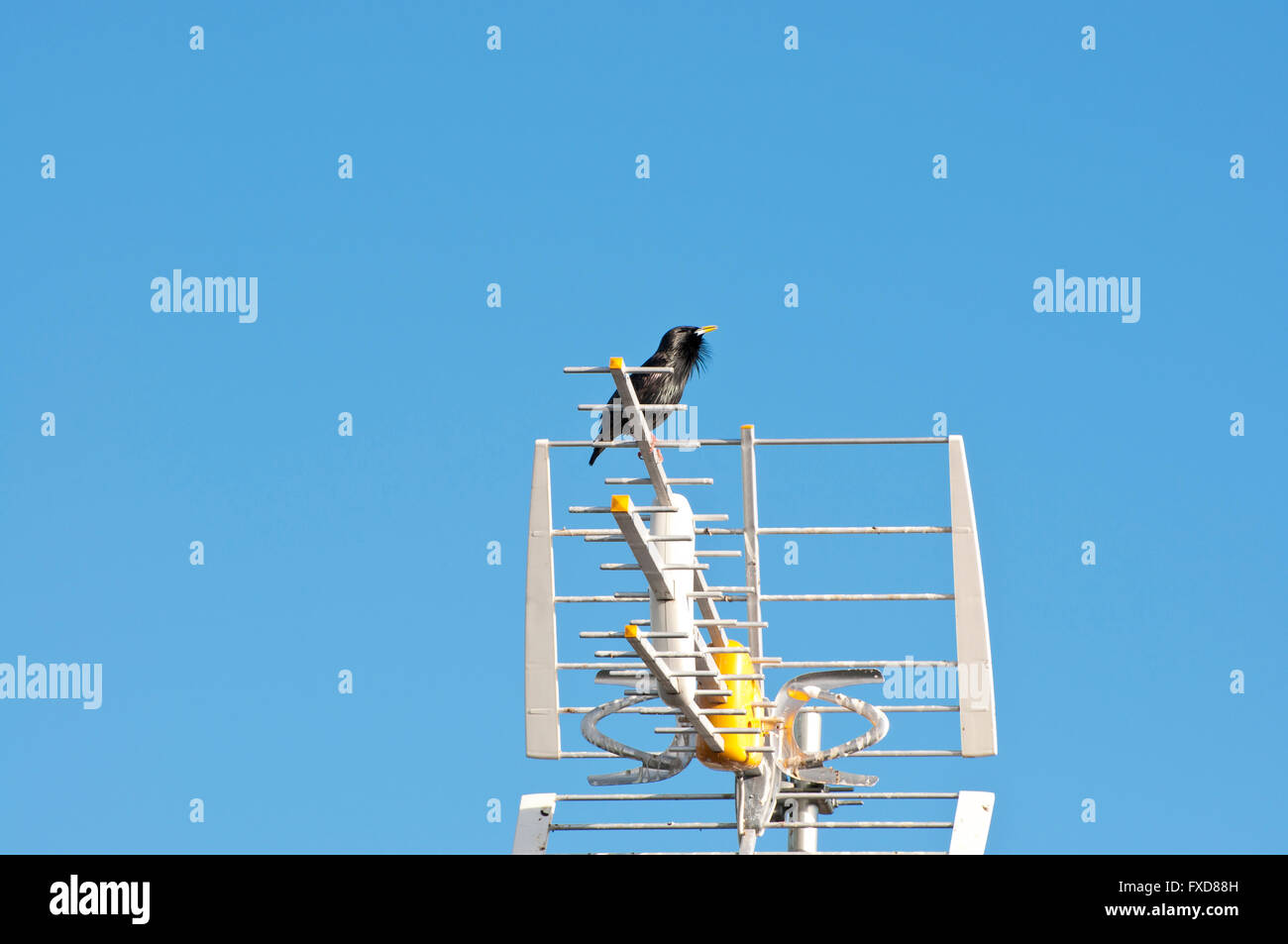 Homme d'impeccables, Starling Sturnus unicolor, perché sur une antenne TV Banque D'Images