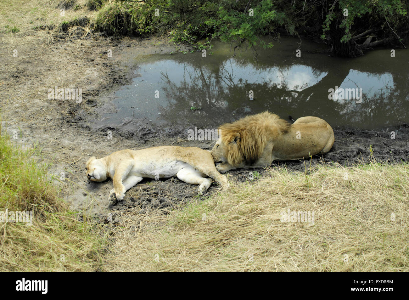 Lion and lioness mating Banque de photographies et d’images à haute ...