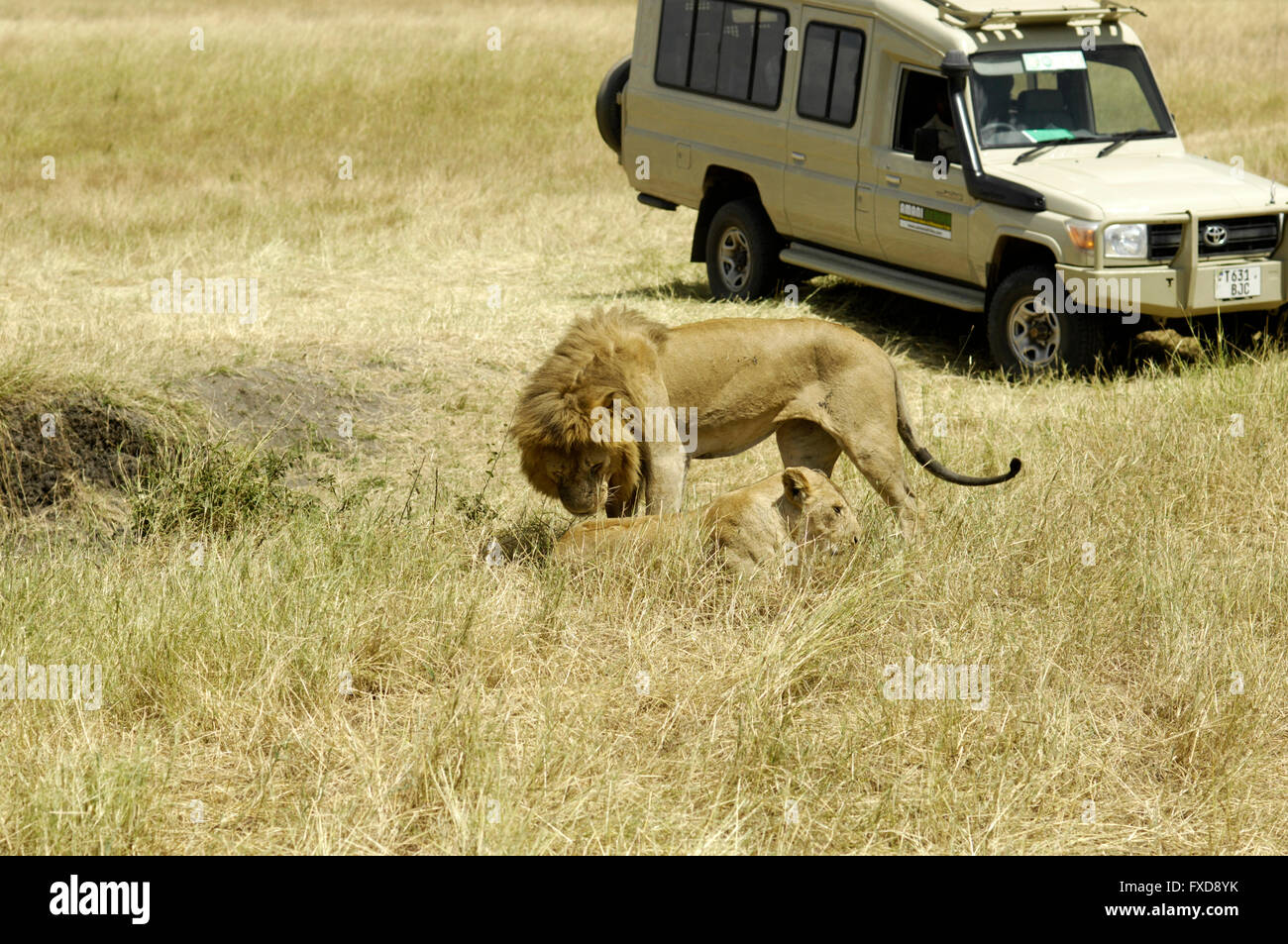 L'accouplement dans le Serengeti couple lion Banque D'Images