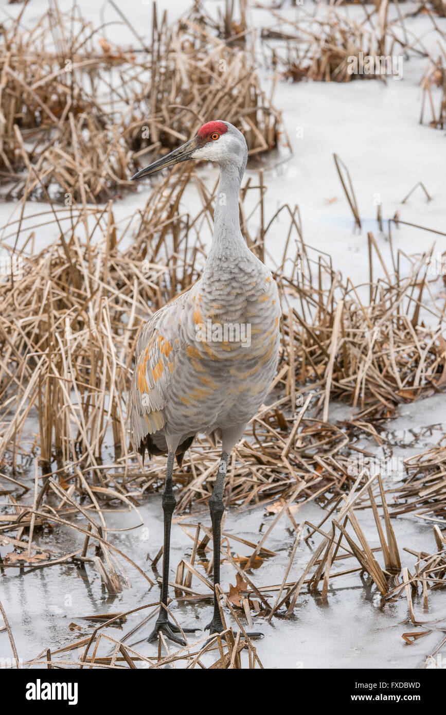 La grue marche sur étang gelé, Grus canadensis début du printemps Michigan USA Banque D'Images
