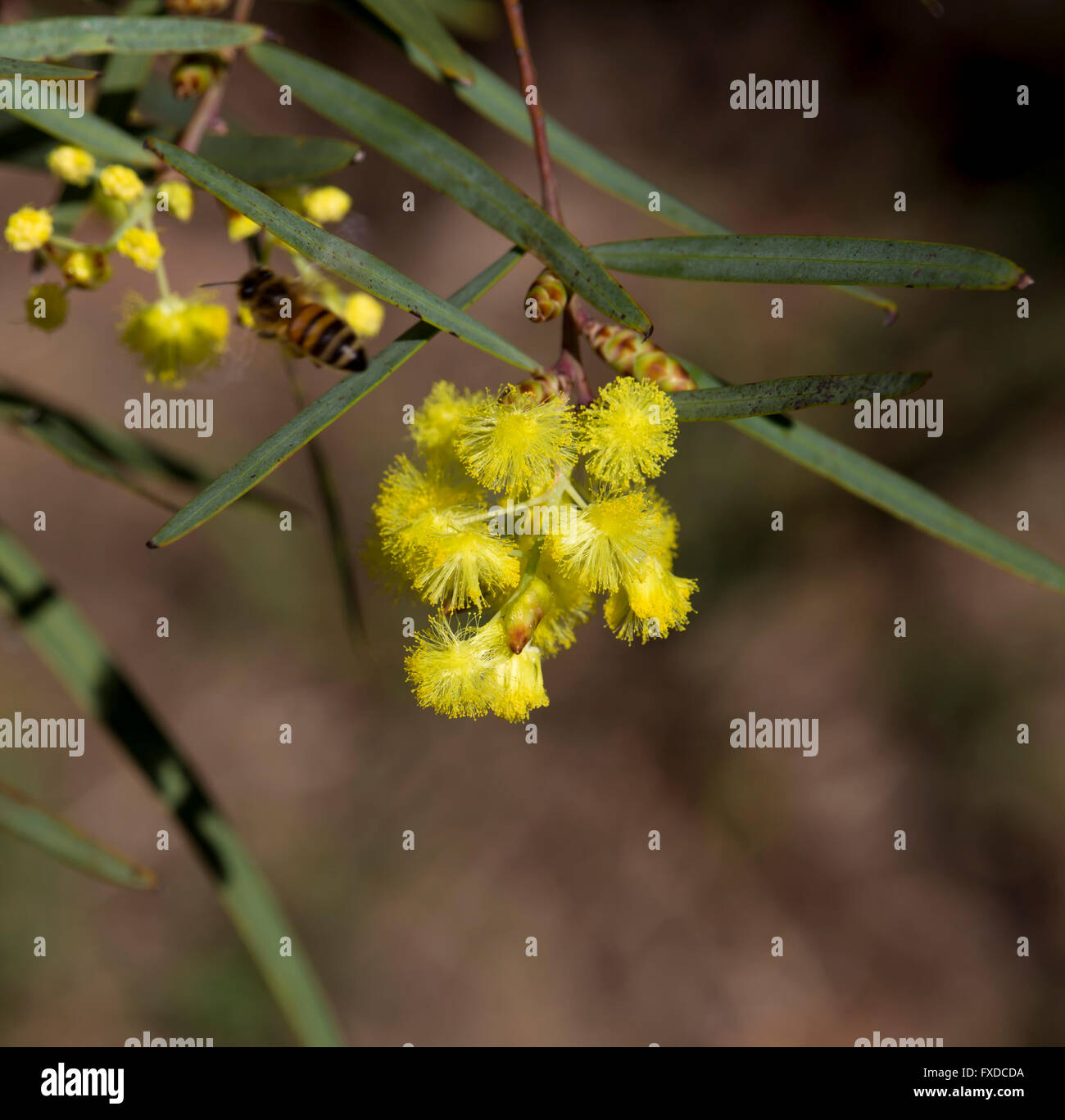 Une abeille venant butiner belle parfumé moelleux West Australian wattle acacia en fleurs espèces au début de l'automne. Banque D'Images