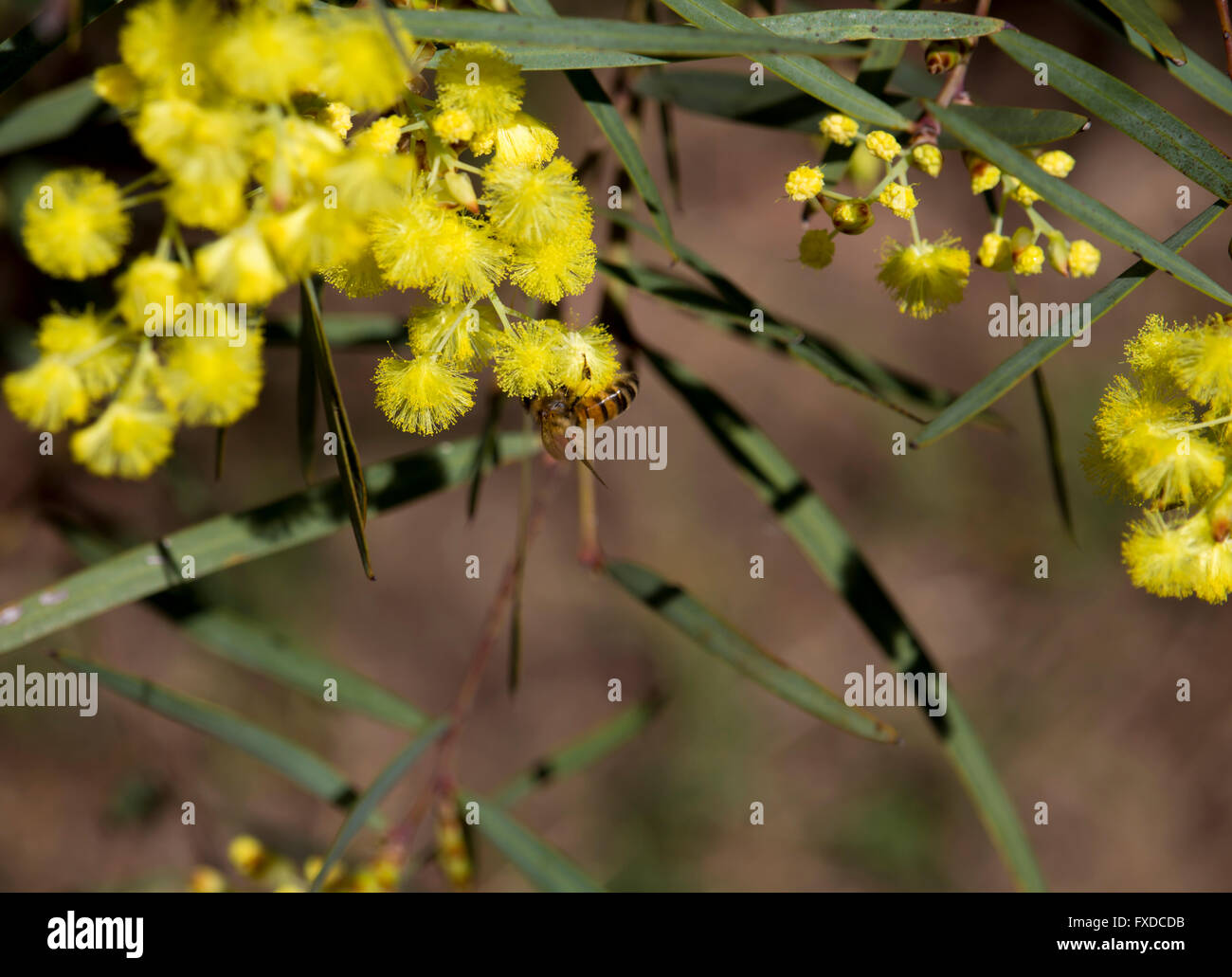 Une abeille venant butiner belle parfumé moelleux West Australian wattle acacia en fleurs espèces au début de l'automne. Banque D'Images