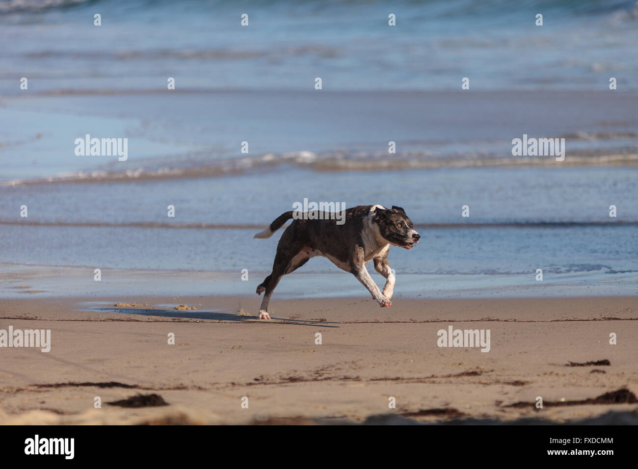 American Staffordshire terrier chien court et joue le long d'une plage en Nouvelle Angleterre, Cape Cod, Massachusetts. Banque D'Images