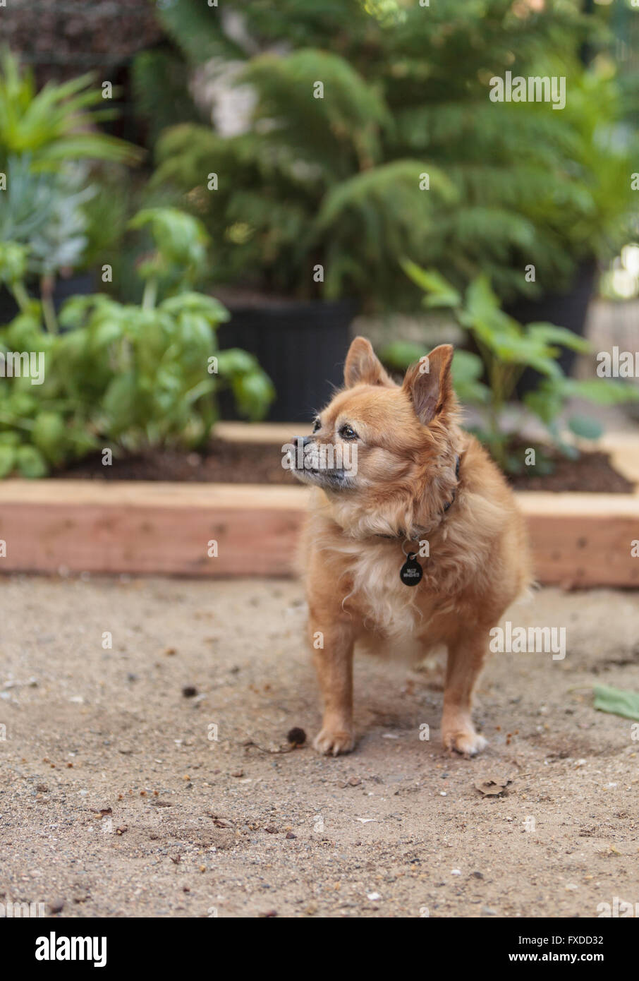 Chihuahua chien Pomeranian et mix explore le jardin à Laguna Beach, Californie. Banque D'Images