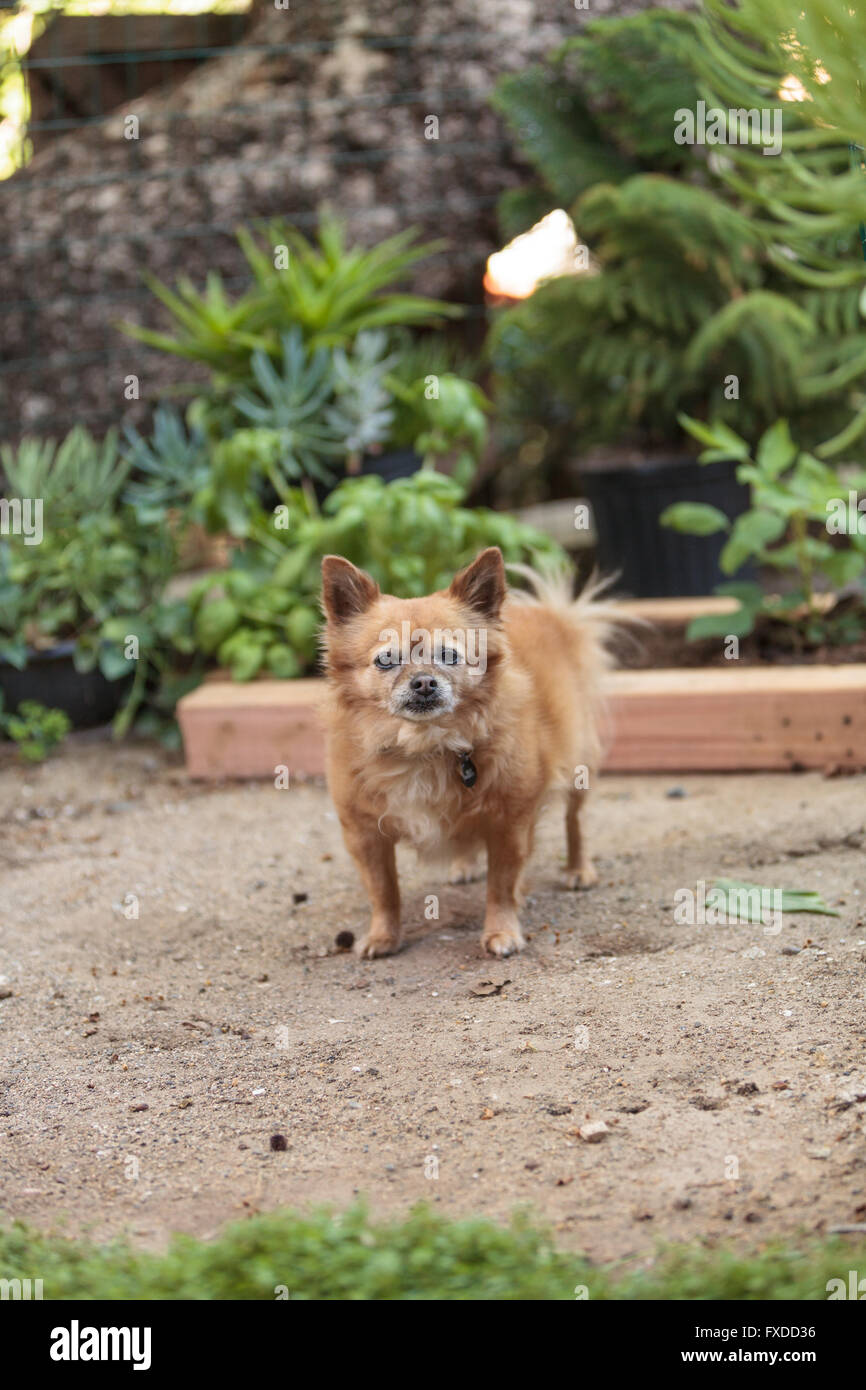 Chihuahua chien Pomeranian et mix explore le jardin à Laguna Beach, Californie. Banque D'Images