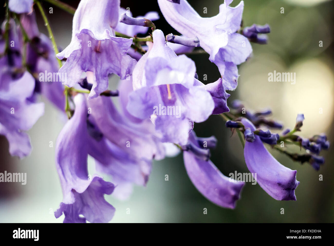La floraison des jacarandas Banque D'Images