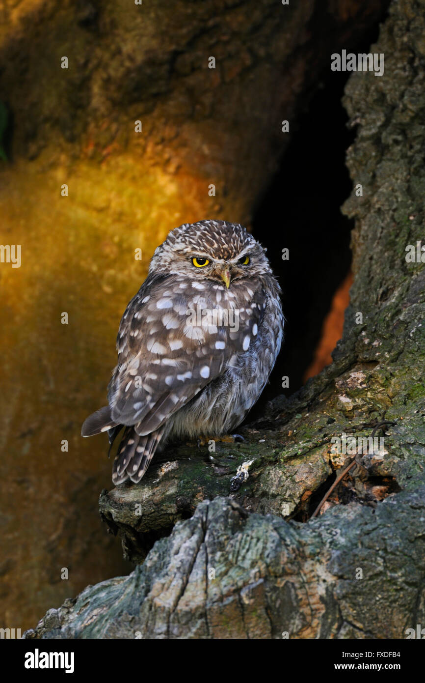 Little Owl / Minervas Owl / Steinkauz ( Athene noctua ) perché dans un vieil arbre dans la lumière merveilleuse du matin, les projecteurs, la faune, l'Europe. Banque D'Images