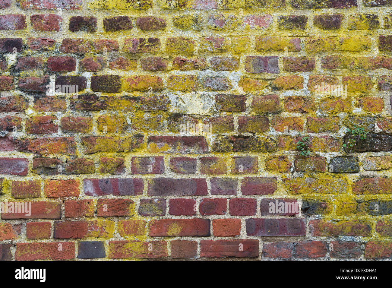 Texture couleur brique mur recouvert de lichen Banque D'Images