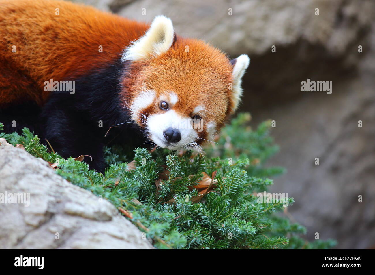 Ours panda rouge (Ailurus fulgens) Banque D'Images