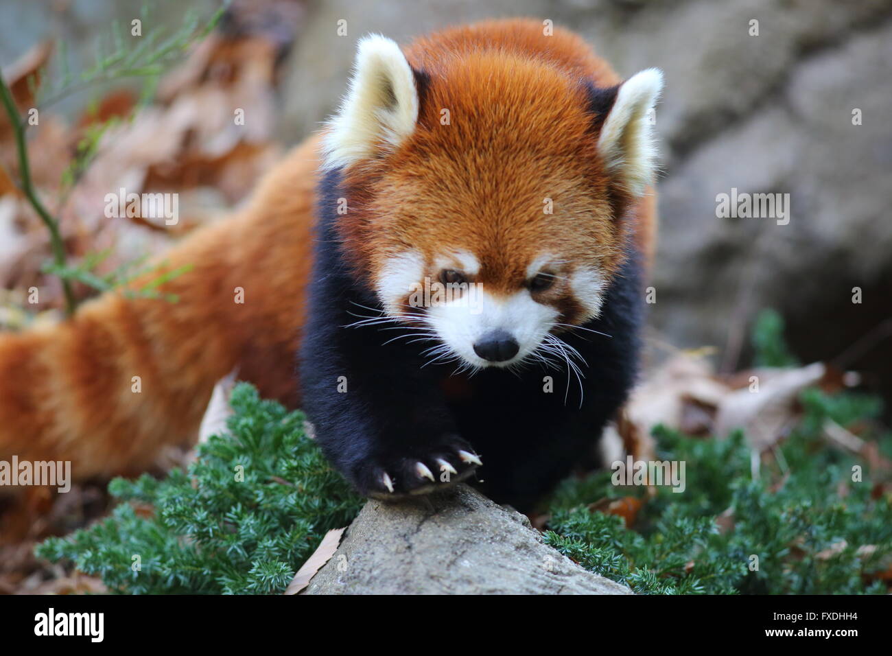 Ours panda rouge (Ailurus fulgens) Banque D'Images