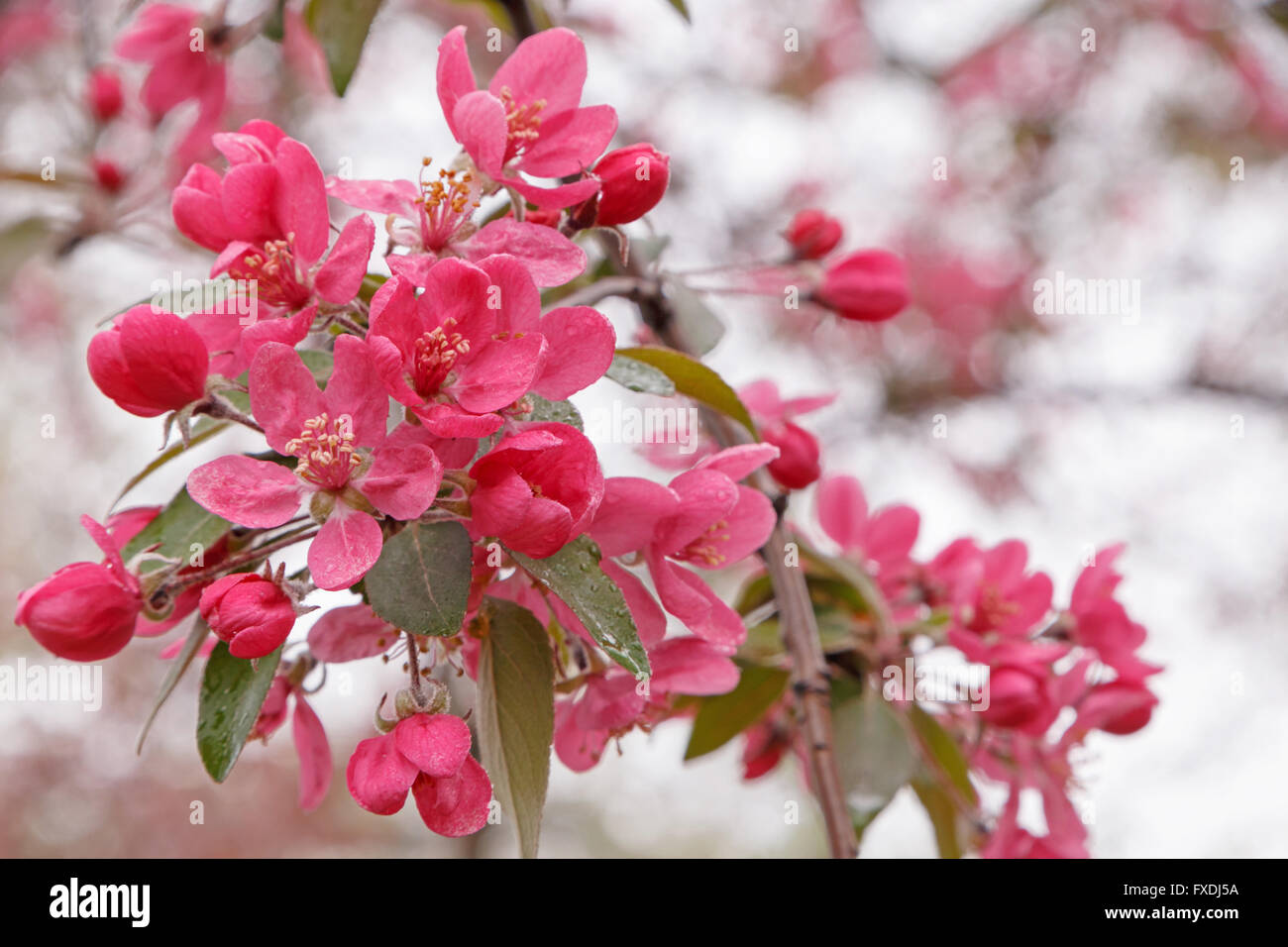 Close up of pink apple tree blossom Banque D'Images