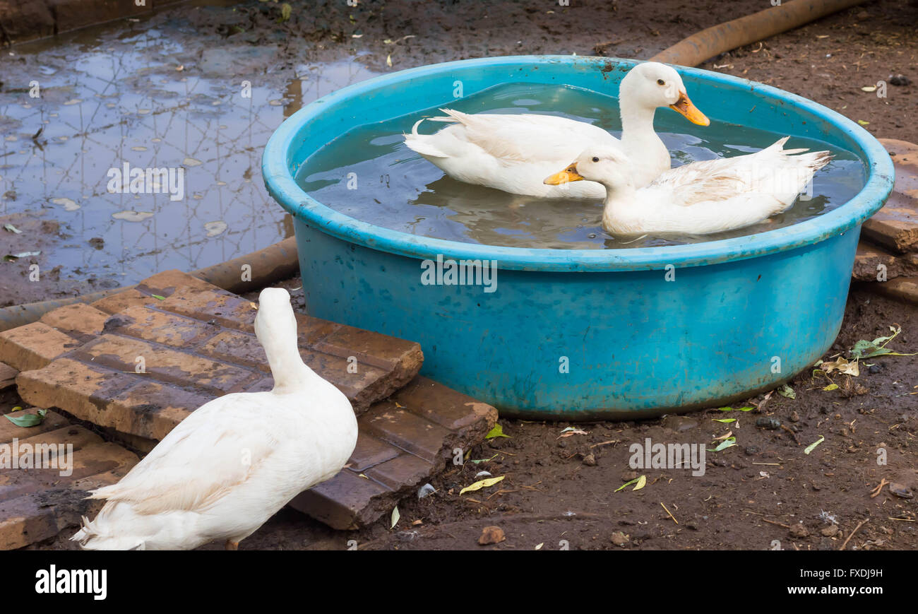 Photo de deux jeunes oies piscine dans un petit bassin en plastique bleu  Photo Stock - Alamy