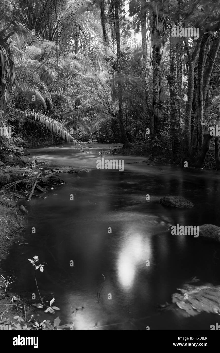Forêt atlantique - Itacimirim - Praia do forte Banque D'Images