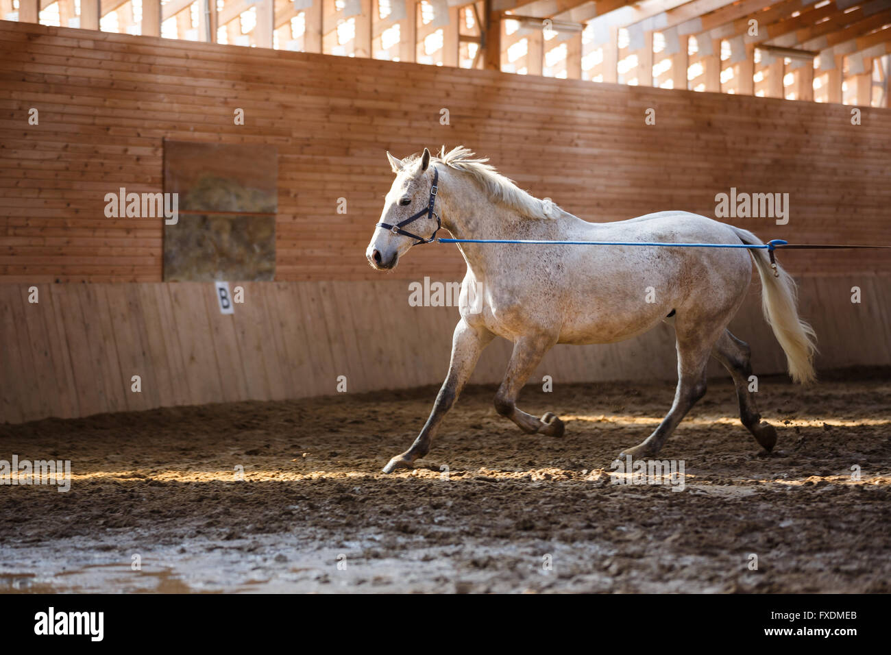 Formation de cheval de sport dans l'arène Banque D'Images