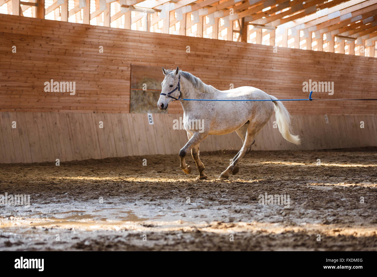 Formation de cheval de sport dans l'arène Banque D'Images