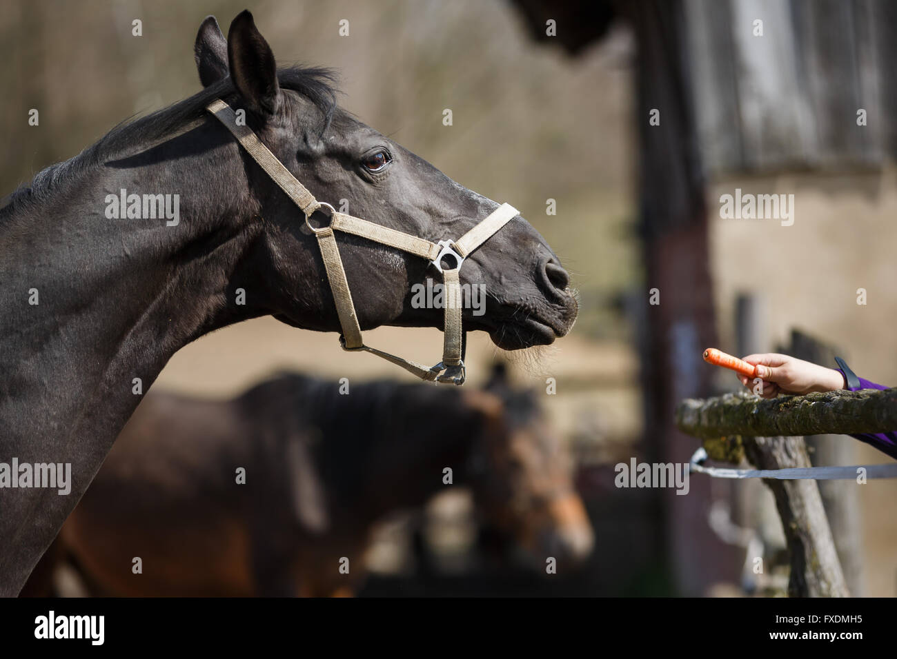 Le cheval renifle la main tenant une carotte Banque D'Images