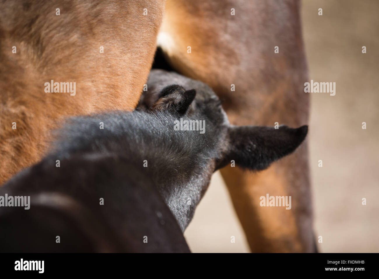 Le jeune poulain de sucer le lait de la mère close up Banque D'Images